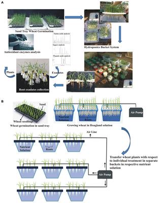 Differential Root Exudation and Architecture for Improved Growth of Wheat Mediated by Phosphate Solubilizing Bacteria
